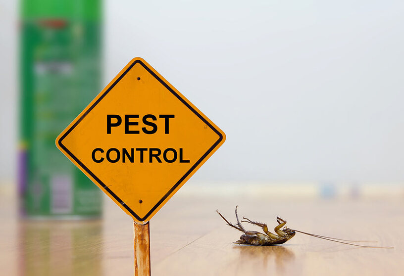 Ant Pest Control Perth